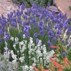 Thumbelina Leigh Dwarf English Lavender 5 Thumbelina Leigh Dwarf English Lavender -Cheap Plant & Flowers Store lavandula angustifolia 63119 1 web 2