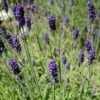 Hidcote Blue English Lavender -Cheap Plant & Flowers Store lavandula angustifolia hidcote blue lavender enlgish blue cropped