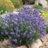 Thumbelina Leigh Dwarf English Lavender -Cheap Plant & Flowers Store lavandula angustifolia thumbelina leigh web 1