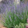 Gros Bleu French Lavender 2 Gros Bleu French Lavender -Cheap Plant & Flowers Store lavandula intermedia 63156 1 web 5