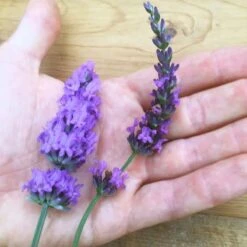 Sensational!™ Lavender 9 Sensational!™ Lavender -Cheap Plant & Flowers Store lavender phenomenal flower hand