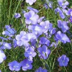 Spanish Blue Flax (Linum) -Cheap Plant & Flowers Store linum narbonense spanish blue flax 1 cropped