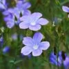 Spanish Blue Flax (Linum) -Cheap Plant & Flowers Store linum narbonense spanish blue flax 2 cropped