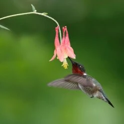 Little Lanterns Columbine -Cheap Plant & Flowers Store little lanters columbine hummingbird