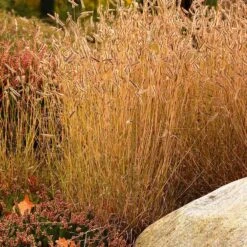 Little Prairie Native Wildflower Seed Mix -Cheap Plant & Flowers Store little prairie mix blue grama grass bouteloua gracilis