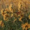 Little Prairie Native Wildflower Seed Mix 2 Little Prairie Native Wildflower Seed Mix -Cheap Plant & Flowers Store little prairie wildflowers with monarch flowers