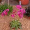 Little Raspberry Lewisia -Cheap Plant & Flowers Store little raspberry lewisia 1