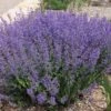 Little Trudy® Nepeta -Cheap Plant & Flowers Store little trudy nepeta bush undaunted garden 1