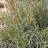 Littleleaf Mountain Mahogany (Cercocarpus) -Cheap Plant & Flowers Store littleleaf mountain mahogany cercocarpus shrubs