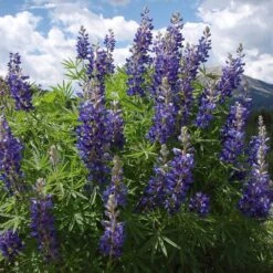 High Country Meadow Native Wildflower Seed Mix -Cheap Plant & Flowers Store lupine mountainside