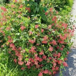 Major Wheeler Honeysuckle Vine 13 Major Wheeler Honeysuckle Vine -Cheap Plant & Flowers Store major wheeler honeysuckle vine 2 1