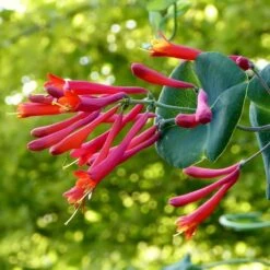 Major Wheeler Honeysuckle Vine 10 Major Wheeler Honeysuckle Vine -Cheap Plant & Flowers Store major wheeler honeysuckle vine c