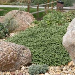 Silver Edged Horehound (Marrubium) 13 Silver Edged Horehound (Marrubium) -Cheap Plant & Flowers Store marrubium rotundifolium plant select cropped