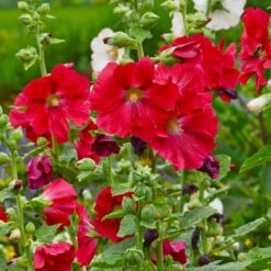Mars Magic Single Hollyhock -Cheap Plant & Flowers Store mars magic single hollyhock alcea rosea walters garden flowers