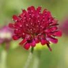 Mars Midget Pincushion Flower -Cheap Plant & Flowers Store mars midget pincushion flower knautia macedonica