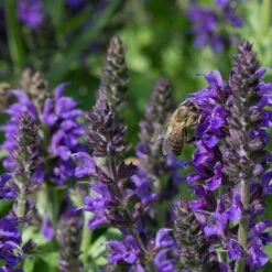 May Night Salvia -Cheap Plant & Flowers Store may night savlia bee