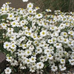 Blackfoot Daisy (Melampodium) -Cheap Plant & Flowers Store melampodium leucanthemum 82609 1