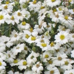 Blackfoot Daisy (Melampodium) -Cheap Plant & Flowers Store melampodium leucanthemum close up 1