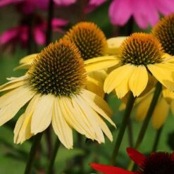 Mellow Yellows Echinacea 5 Mellow Yellows Echinacea -Cheap Plant & Flowers Store mellow yellow