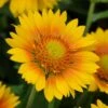 Mesaâ„¢ Peach Gaillardia 1 Mesaâ„¢ Peach Gaillardia -Cheap Plant & Flowers Store mesa peach gaillardia garden flower bloom