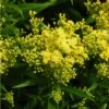 Little Lemon Goldenrod (Solidago) -Cheap Plant & Flowers Store mike davy solidago little lemon goldenrod 1 1