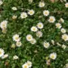 Miniature Mat Daisy (Bellium) -Cheap Plant & Flowers Store miniature mat daisy