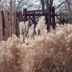 Gracillimus Miscanthus Grass -Cheap Plant & Flowers Store miscanthus ornamental grass winter