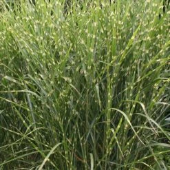 Gold Breeze Miscanthus Grass 7 Gold Breeze Miscanthus Grass -Cheap Plant & Flowers Store miscanthus sinensis gold breeze 1 1