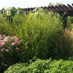Gold Breeze Miscanthus Grass 8 Gold Breeze Miscanthus Grass -Cheap Plant & Flowers Store miscanthus gold breeze 3 cropped