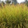 Gold Breeze Miscanthus Grass 2 Gold Breeze Miscanthus Grass -Cheap Plant & Flowers Store miscanthus goldbreeze sbn 01 cropped