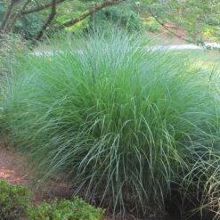 Gracillimus Miscanthus Grass -Cheap Plant & Flowers Store miscanthus gracillimus hni 02 cropped