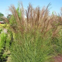 Gracillimus Miscanthus Grass -Cheap Plant & Flowers Store miscanthus gracillimus hni 03 cropped