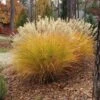 Gracillimus Miscanthus Grass -Cheap Plant & Flowers Store miscanthus gracillimus hni cropped