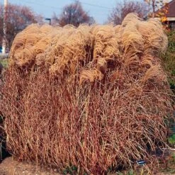 Gracillimus Miscanthus Grass -Cheap Plant & Flowers Store miscanthus gracillimus walters gardens cropped