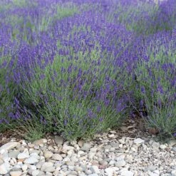 Mitcham Gray English Lavender -Cheap Plant & Flowers Store mitcham gray english lavender 1