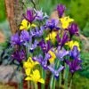 Dwarf Specie Iris Mix (Mini Iris) -Cheap Plant & Flowers Store mixed specie iris visi09644