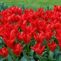 Red Emperor Tulip -Cheap Plant & Flowers Store moja02194 red emperor tulip cropped