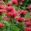 Fireball Bee Balm 2 Fireball Bee Balm -Cheap Plant & Flowers Store monarda didyma cropped