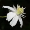 Mongolian Snowflakes (Clematis) -Cheap Plant & Flowers Store mongolian snowflakes clematis white 1