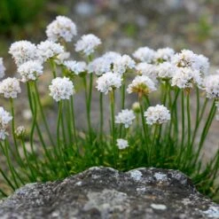 Morning Star White Armeria -Cheap Plant & Flowers Store morning star white sea thrift flowers garden blooming