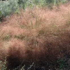 Undaunted® Ruby Muhly Grass -Cheap Plant & Flowers Store muhlenbergia reverchonii 3