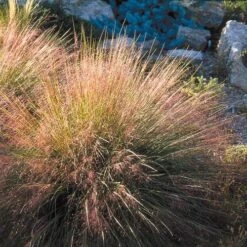 Undaunted® Ruby Muhly Grass -Cheap Plant & Flowers Store muhlenbergia reverchon 71138 1 web 4