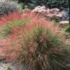 Undaunted® Ruby Muhly Grass 1 Undaunted® Ruby Muhly Grass -Cheap Plant & Flowers Store muhlenbergia reverchoniii hillside spruce lso color corrected plant select cropped 3