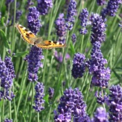 Munstead Violet English Lavender -Cheap Plant & Flowers Store munstead violet english lavender meadow pollinator