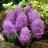 Cotton Candy Grape Hyacinth -Cheap Plant & Flowers Store muscari comosum plumosum cotton cany grape hyacinth 1 cropped