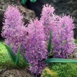Cotton Candy Grape Hyacinth -Cheap Plant & Flowers Store muscari comosum plumosum cotton cany grape hyacinth 3 cropped