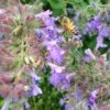 Select Blue Nepeta -Cheap Plant & Flowers Store nepeta faassenii select blue customer photo cropped 19