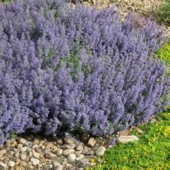 Select Blue Nepeta -Cheap Plant & Flowers Store nepeta faassenii select blue delosperma nubiginum