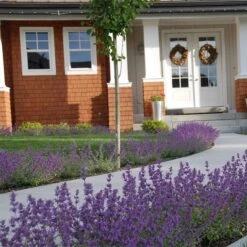 Little Trudy® Nepeta -Cheap Plant & Flowers Store nepeta little trudy catmint must credit plant select 1