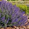 Walker's Deep Blue Nepeta 1 Walker's Deep Blue Nepeta -Cheap Plant & Flowers Store nepeta walkers dark blue 4 cc cropped 1